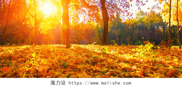 在秋季的季节里落叶布满地面 秋天的风景，树上有阳光 